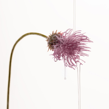 ラゴム リファイニング パープルセラム